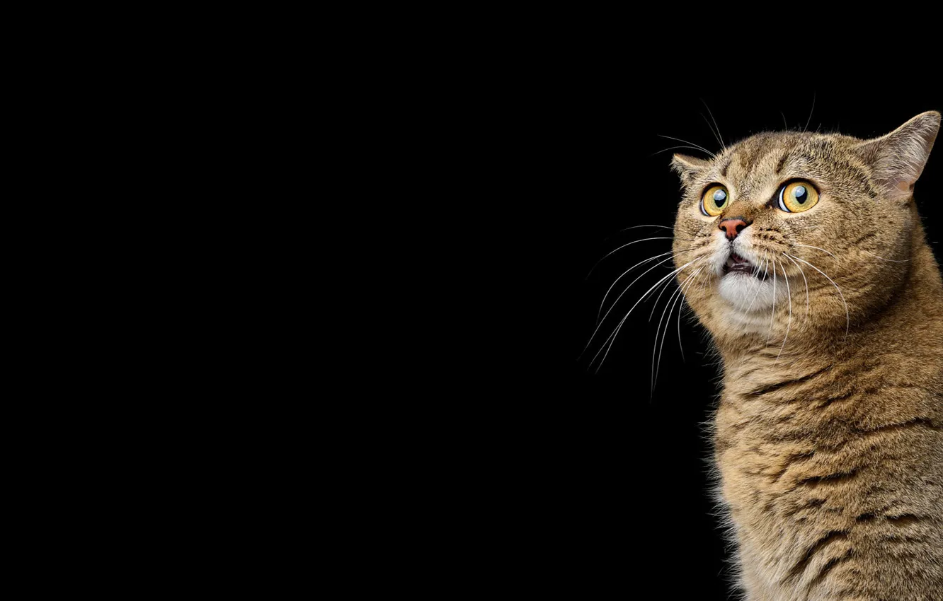 Photo wallpaper cat, cat, look, face, grey, portrait, black background, sitting