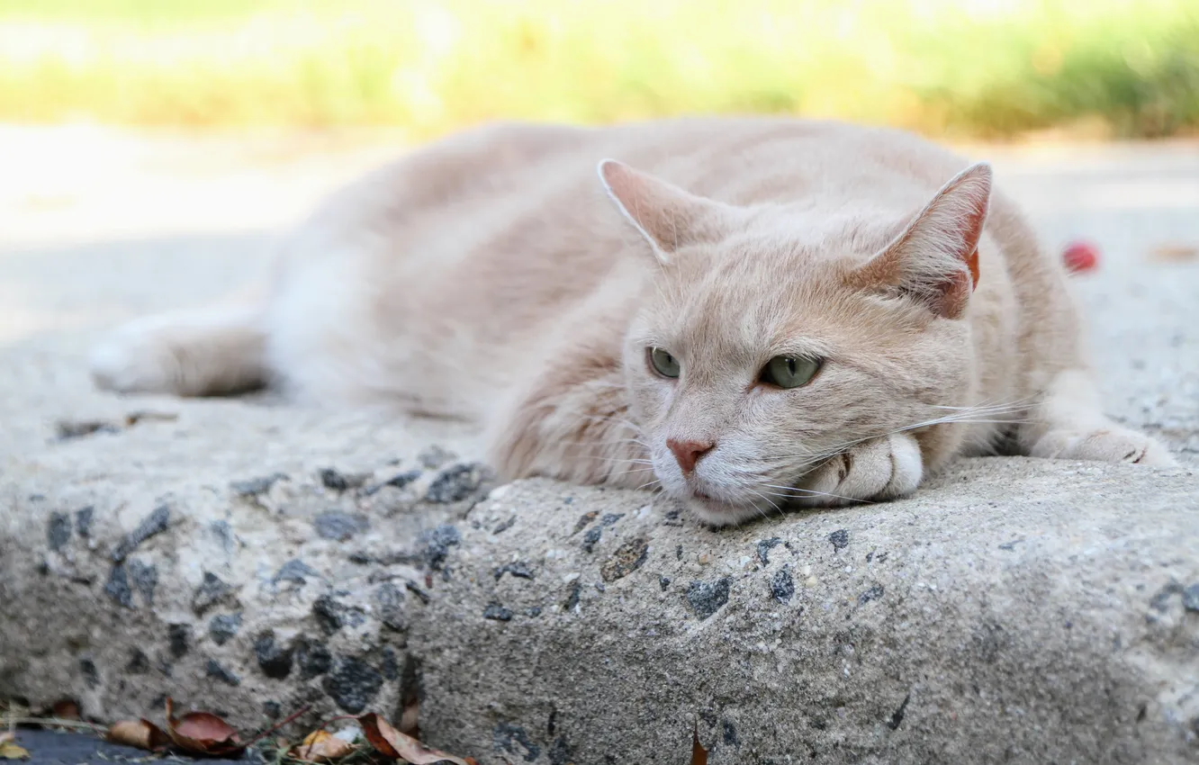 Photo wallpaper cat, cat, resting