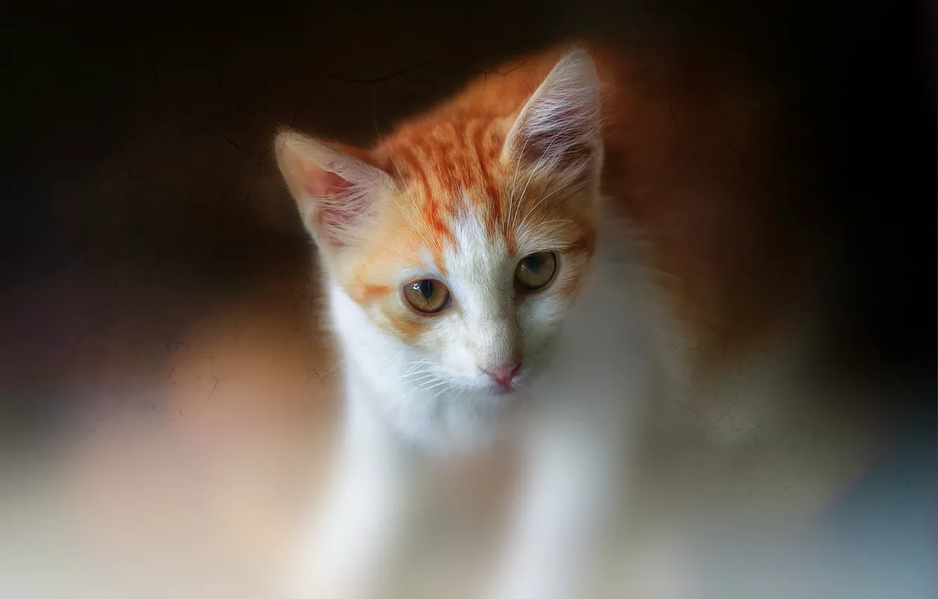 Photo wallpaper cat, cat, red