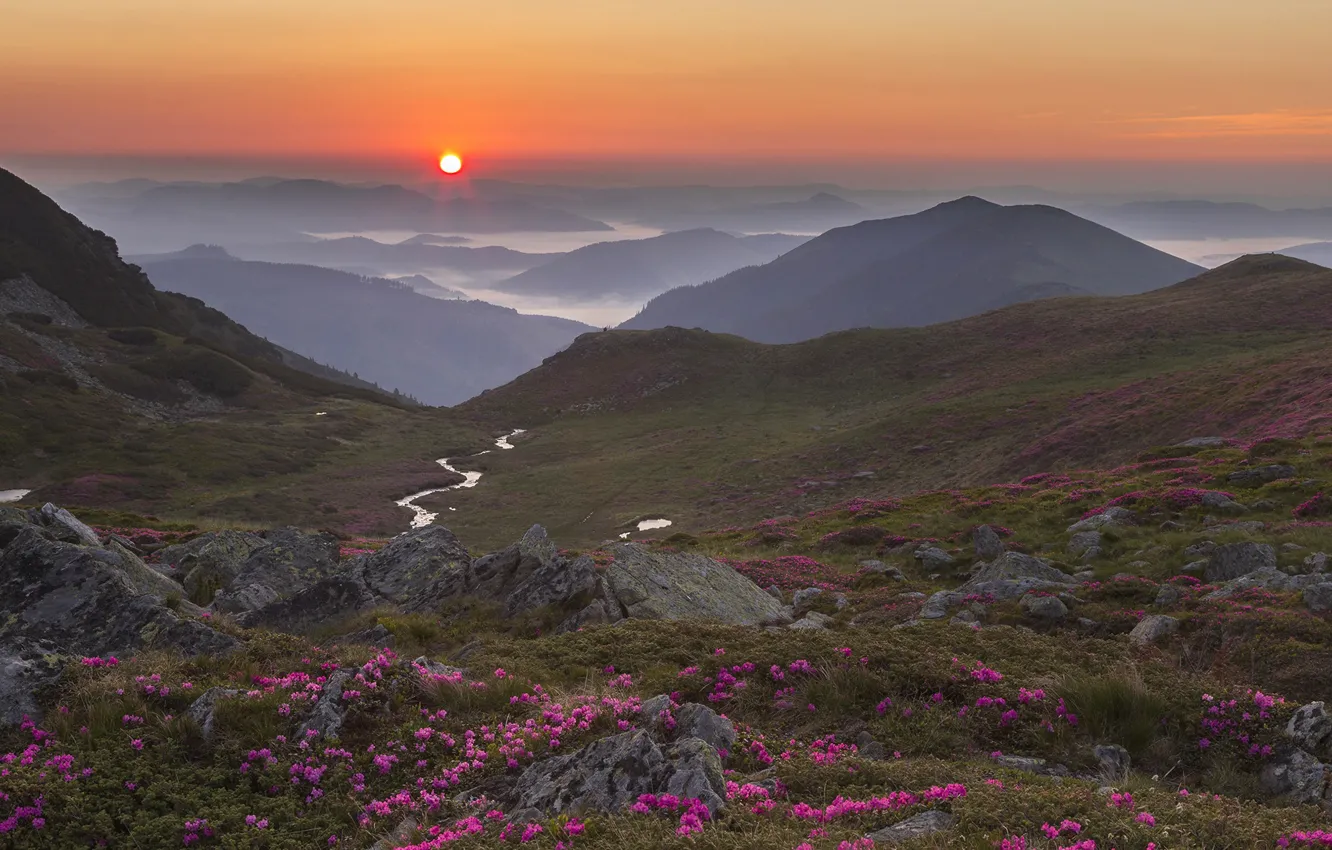 Photo wallpaper the sun, landscape, flowers, mountains, nature, fog, stream, stones