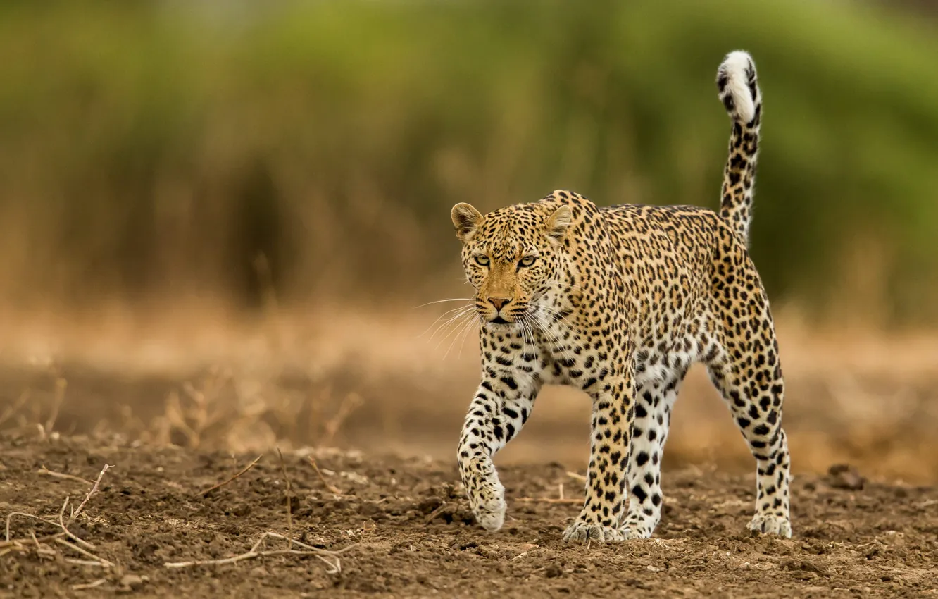 Photo wallpaper glade, leopard, walk