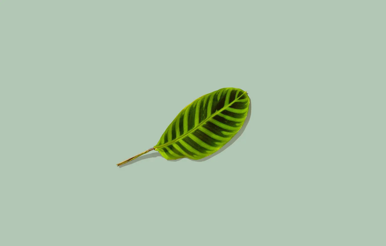 Photo wallpaper green, background, leaf, minimalism