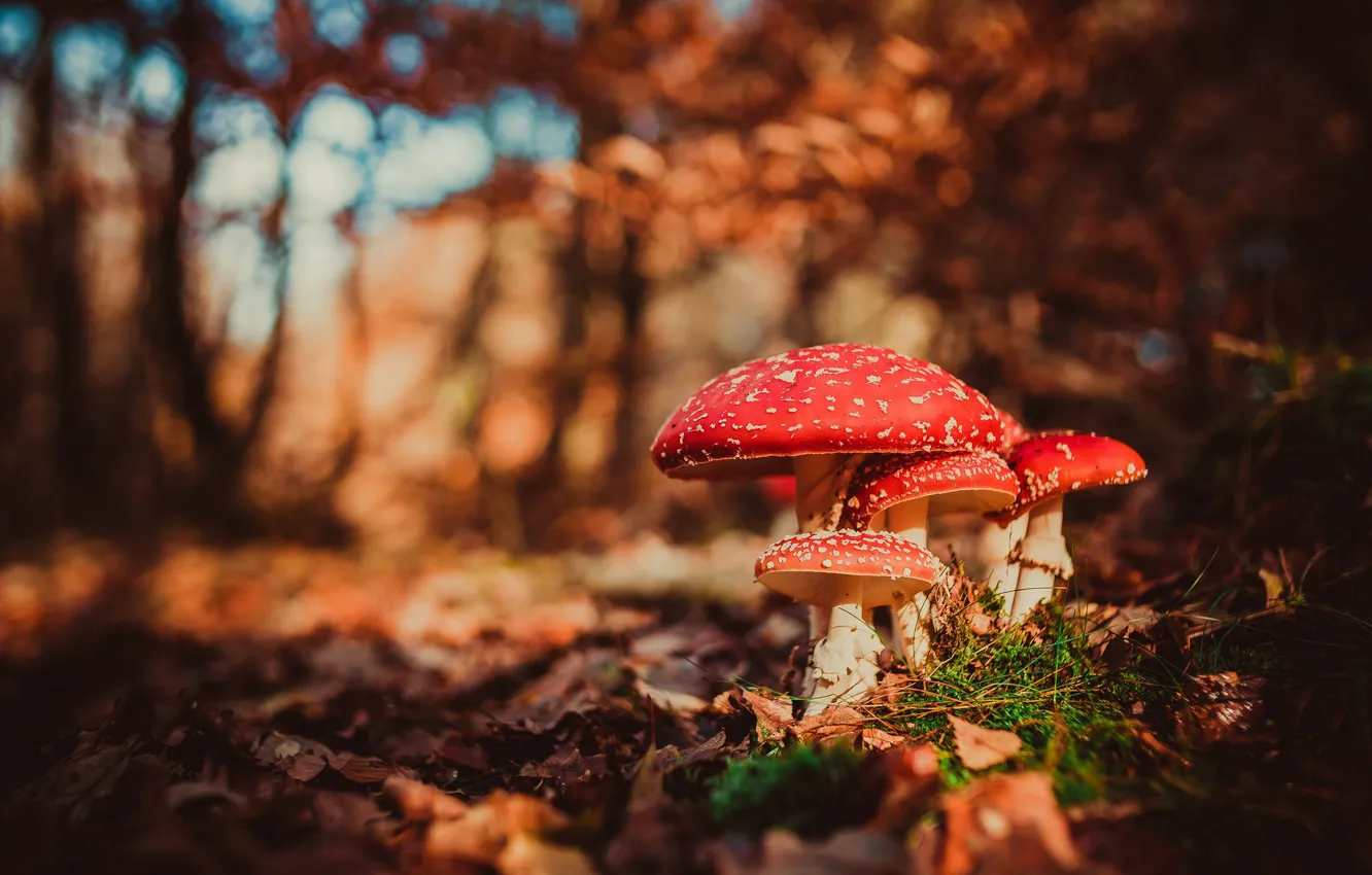 Photo wallpaper autumn, macro, mushrooms, mushroom, bokeh, family