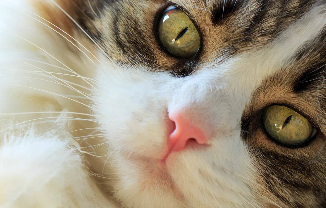 Photo wallpaper eyes, look, muzzle, cat, Norwegian forest cat