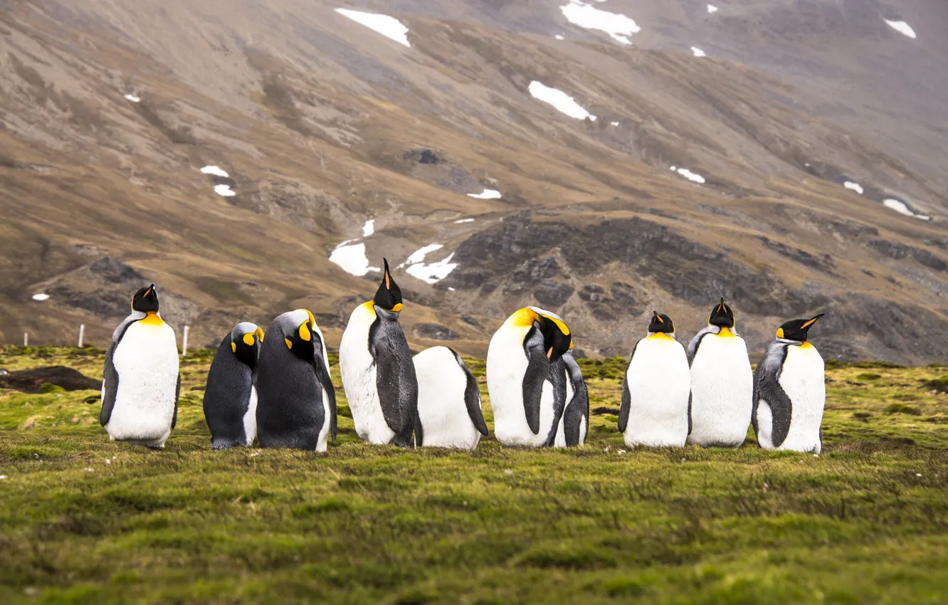 Photo wallpaper mountains, bird, pack, penguins