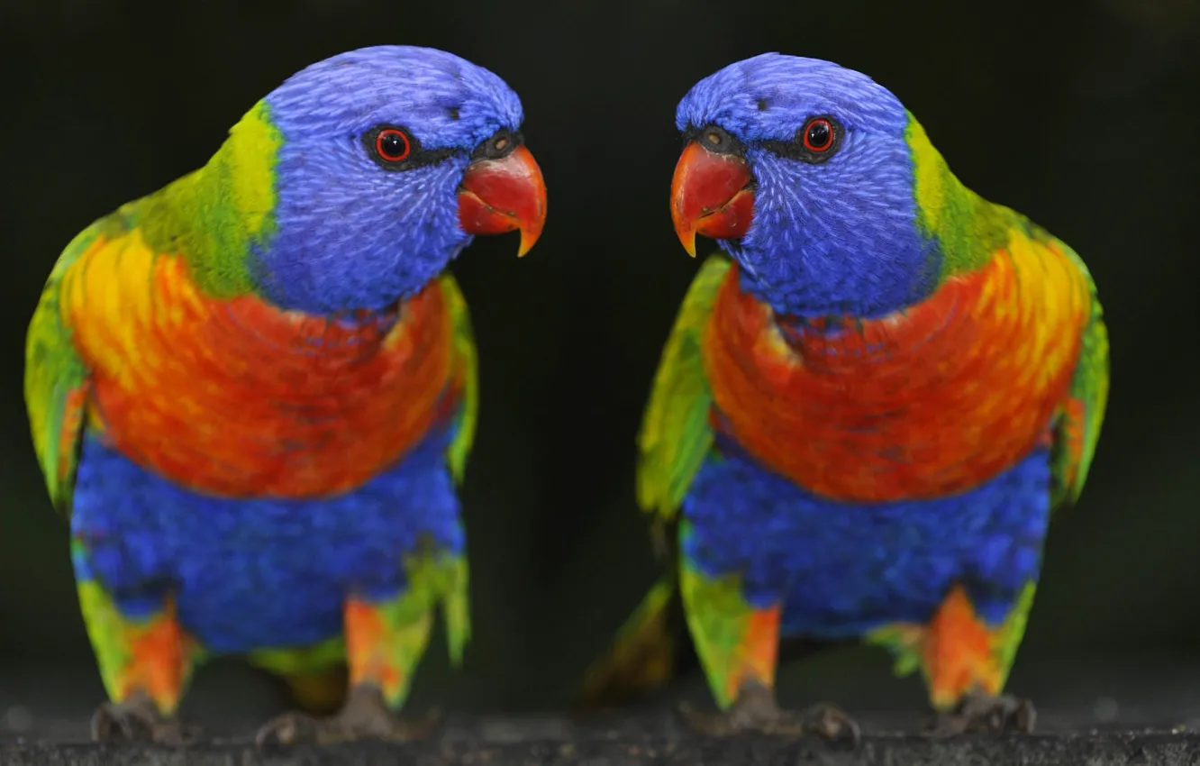 Photo wallpaper birds, nature, parrots, Rainbow loriket