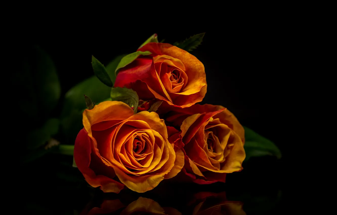 Photo wallpaper reflection, roses, trio