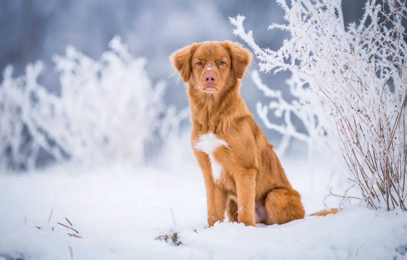 Photo wallpaper winter, frost, look, snow, nature, background, blue, dog