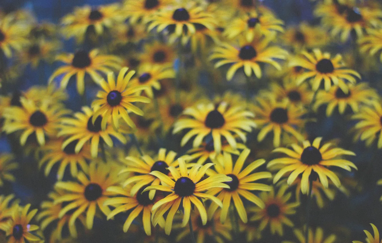Photo wallpaper summer, flowers, yellow, bright