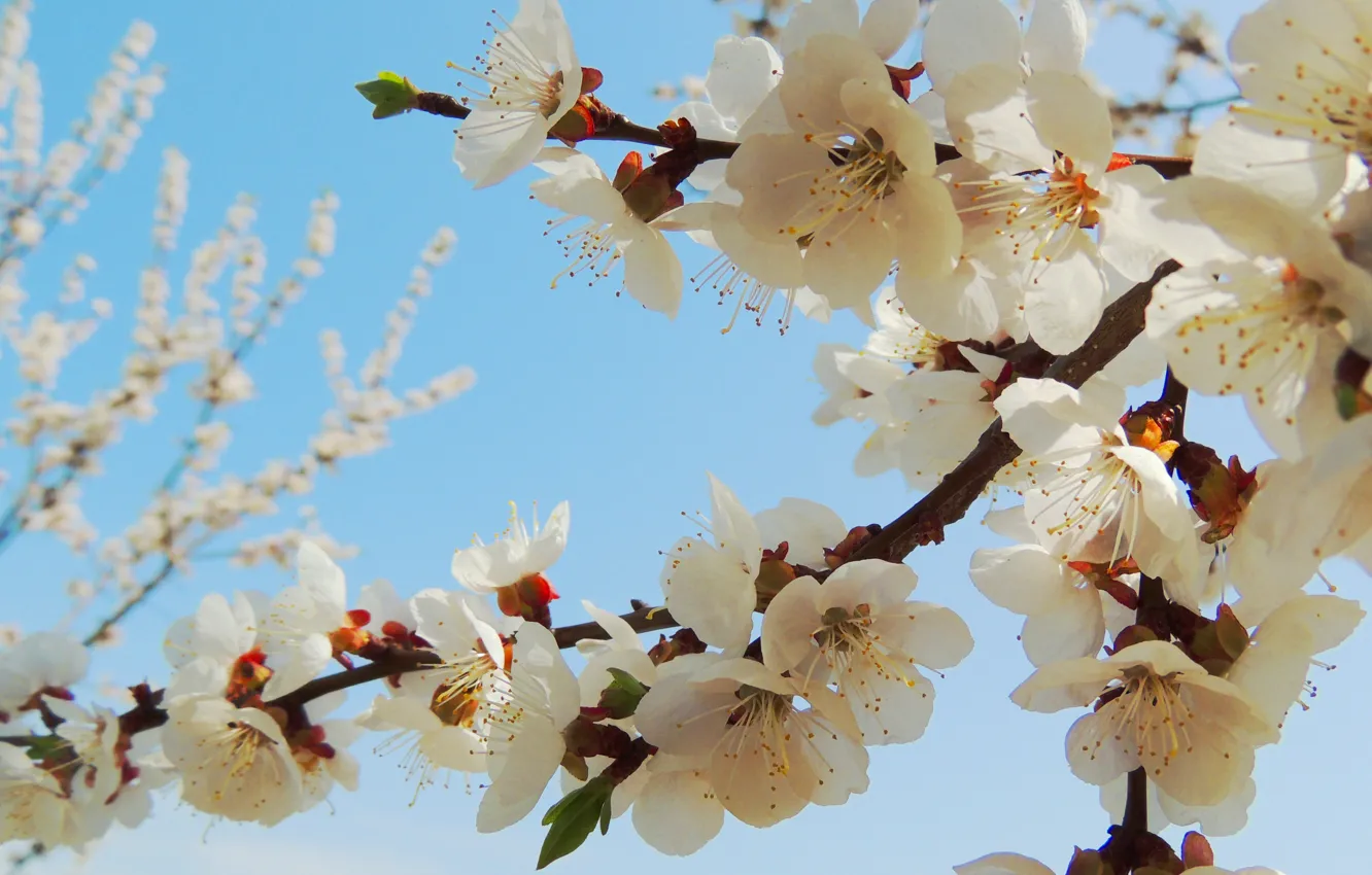 Photo wallpaper white, cherry, color, spring