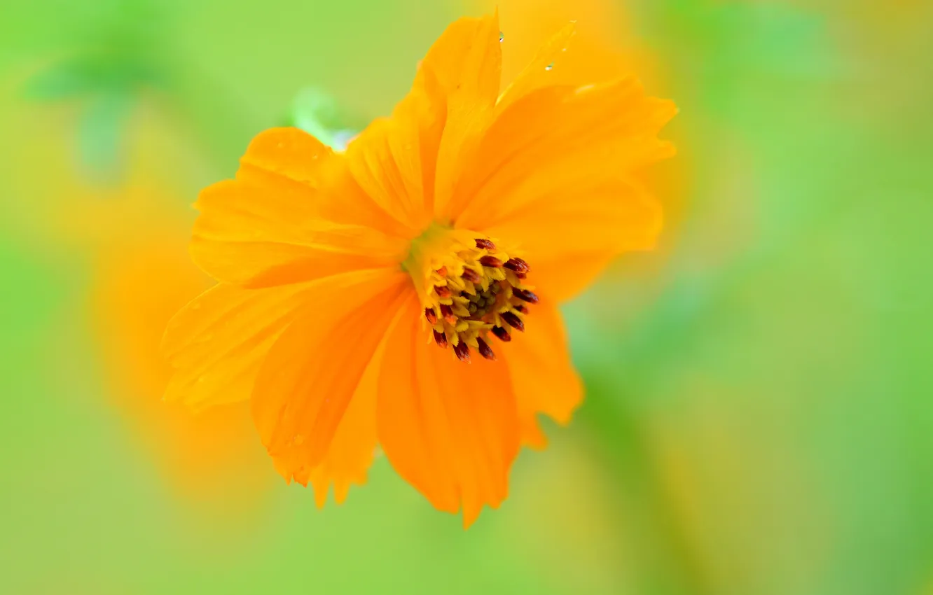 Photo wallpaper flowers, paint, petals, kosmeya