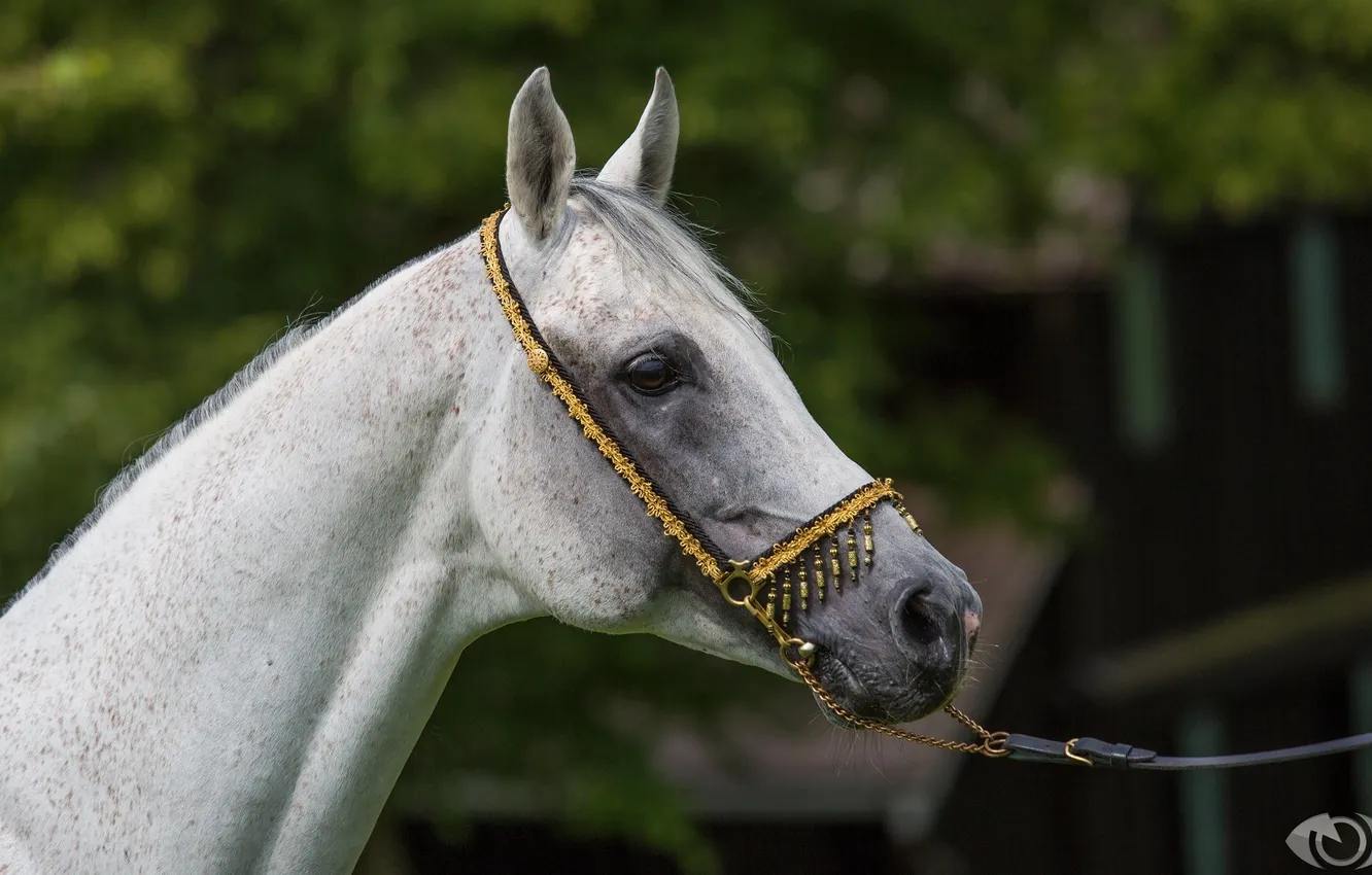 Photo wallpaper face, grey, horse, horse, profile, (с) Oliver Seitz