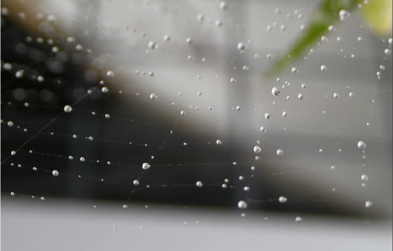 Photo wallpaper water, drops, macro, web