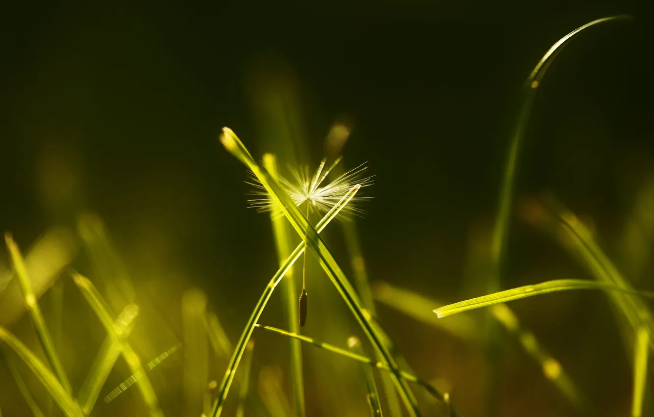 Photo wallpaper grass, macro, dandelion