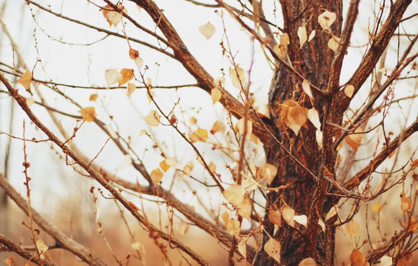 Photo wallpaper autumn, leaves, tree