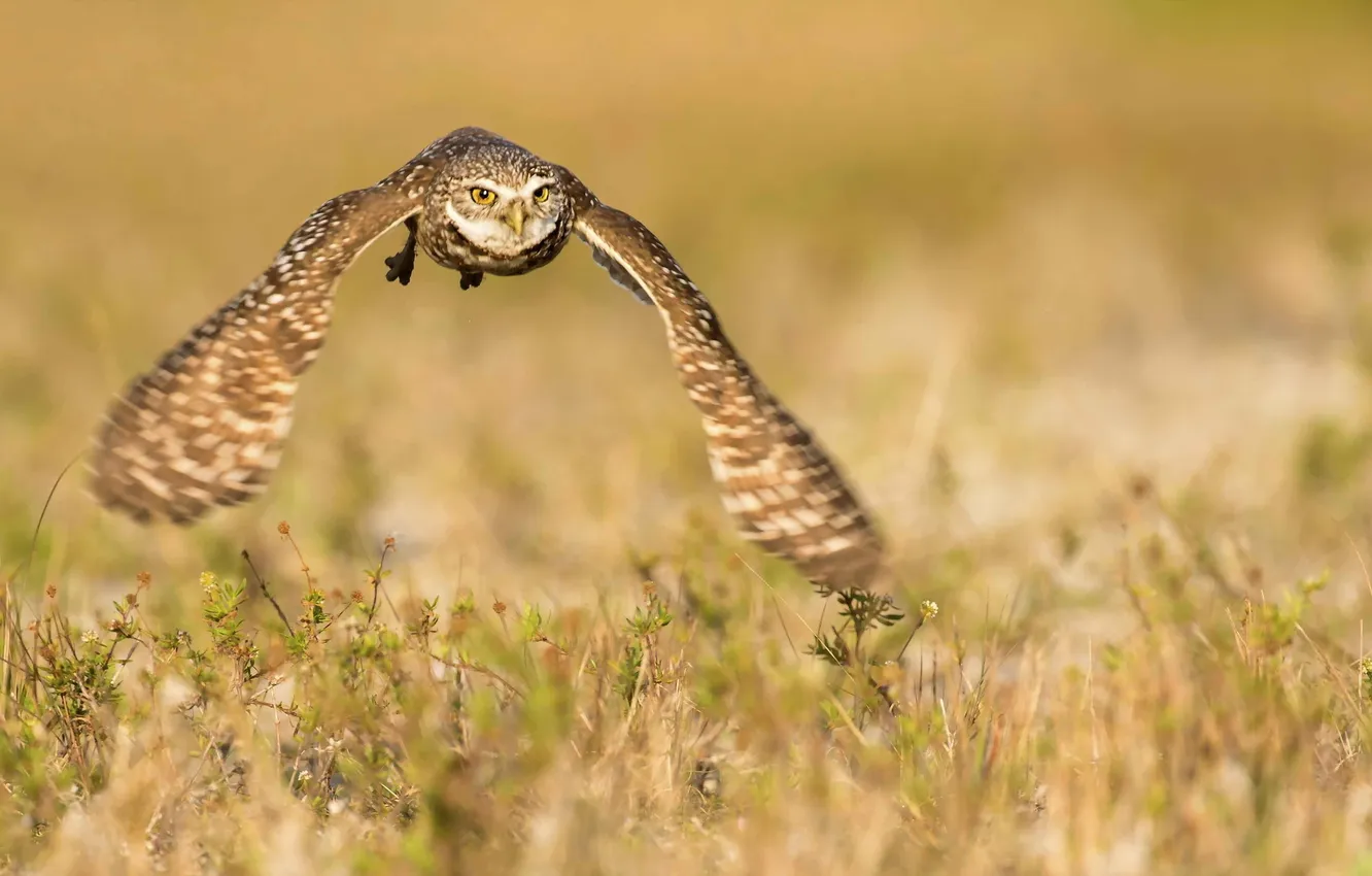 Photo wallpaper flight, nature, owl, bird
