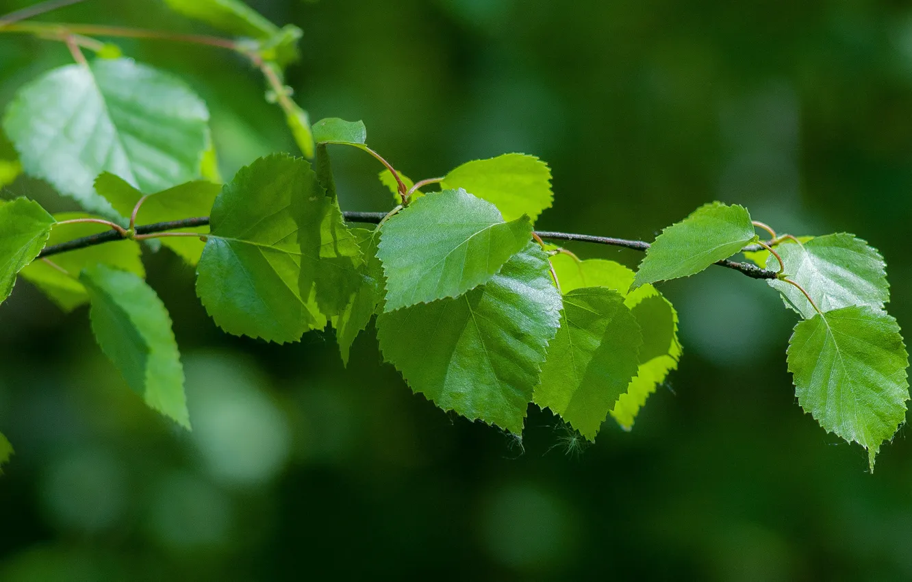 Photo wallpaper summer, light, branches, foliage, birch