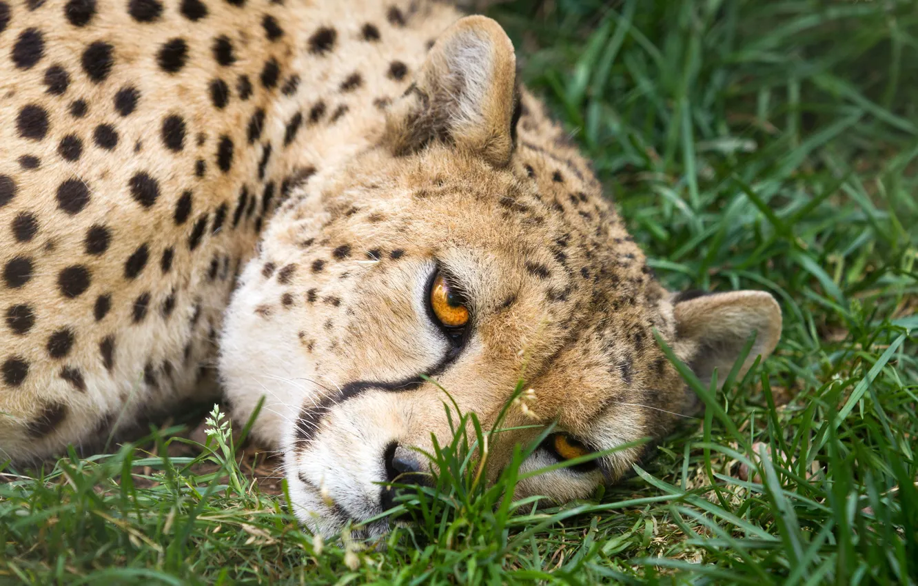 Photo wallpaper cat, grass, look, face, Cheetah