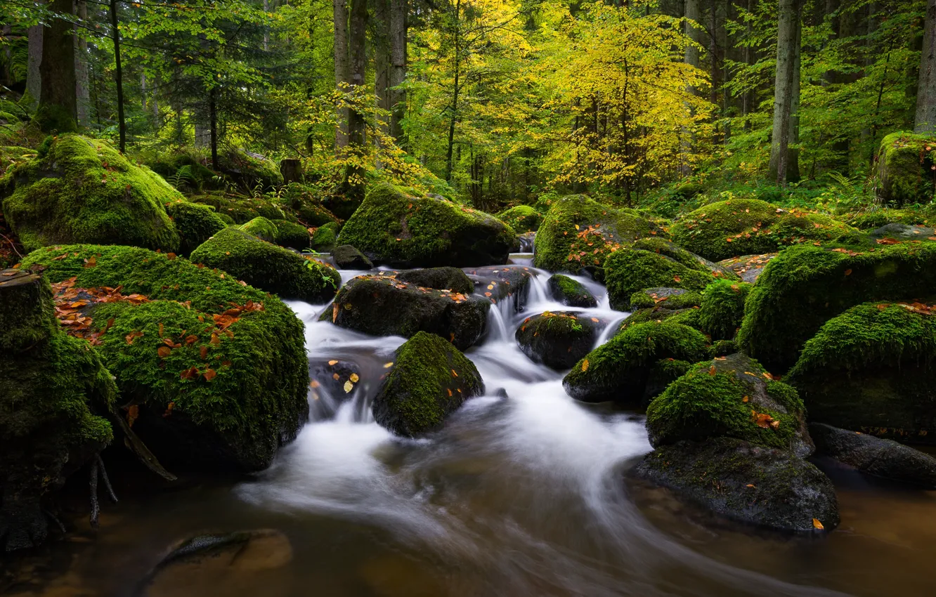 Photo wallpaper autumn, forest, leaves, trees, stream, stones, moss, Germany