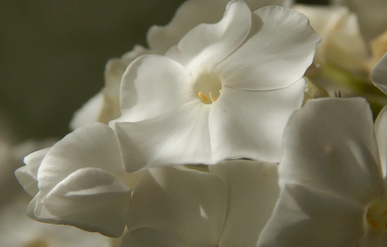 Photo wallpaper macro, flowers, Phlox