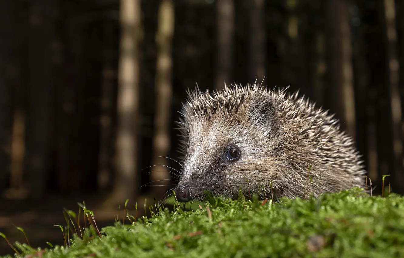 Photo wallpaper forest, look, trees, nature, moss, portrait, face, hedgehog
