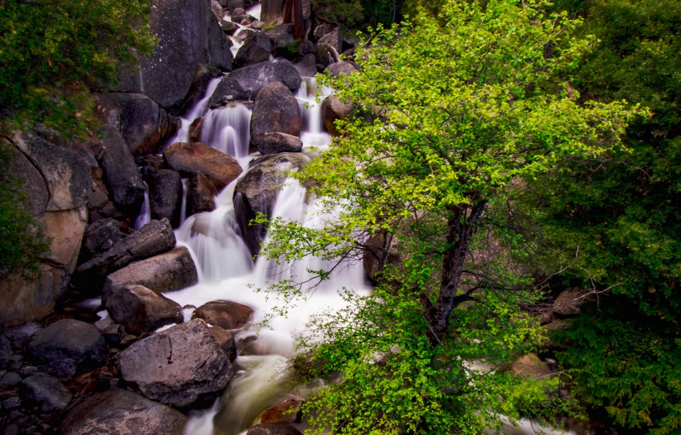 Photo wallpaper trees, stones, waterfall, stream, gorge