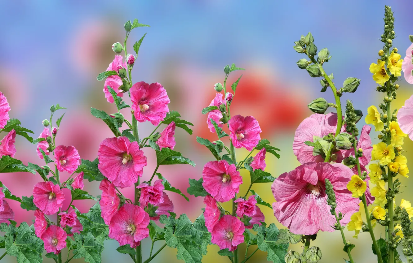 Photo wallpaper Blur, Flowers, malwy