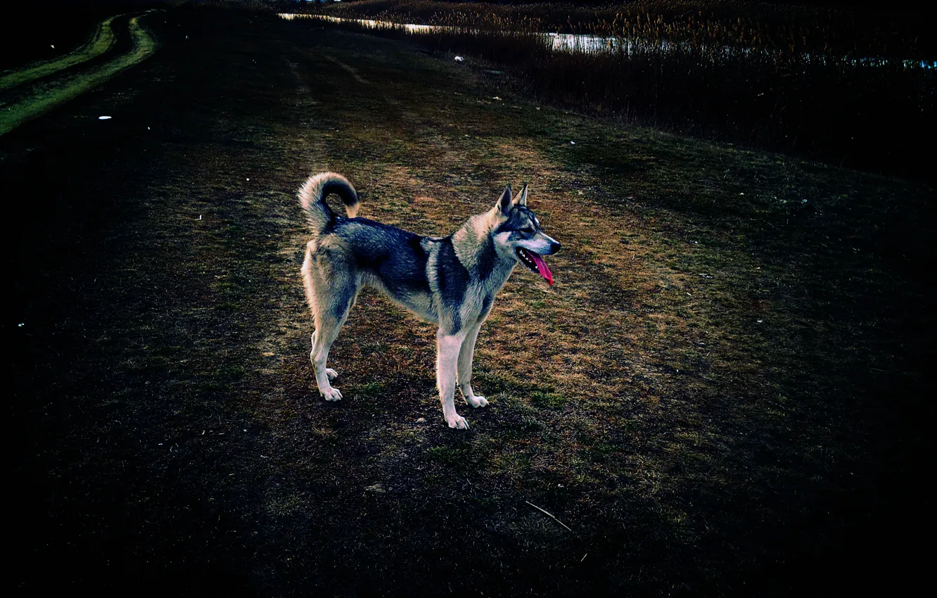 Photo wallpaper field, river, dog, Laika