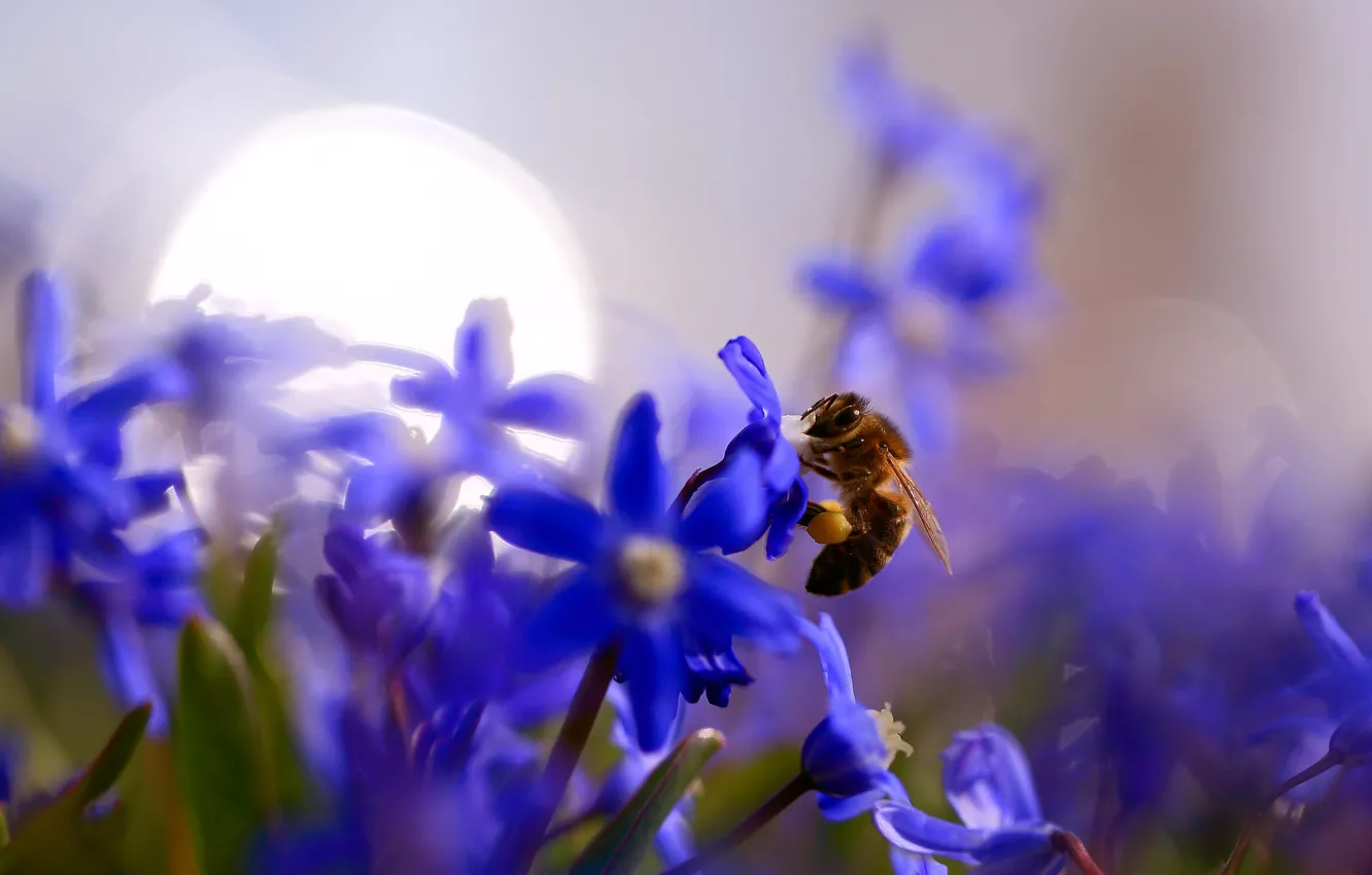 Photo wallpaper macro, light, flowers, glare, bee, blur, spring, insect