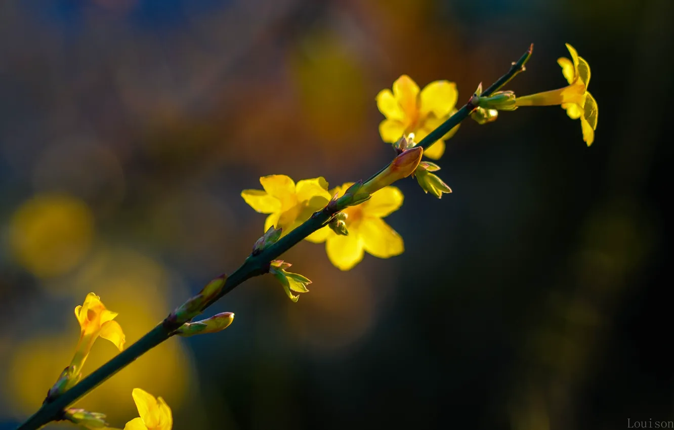 Photo wallpaper flower, macro, yellow, nature, kidney