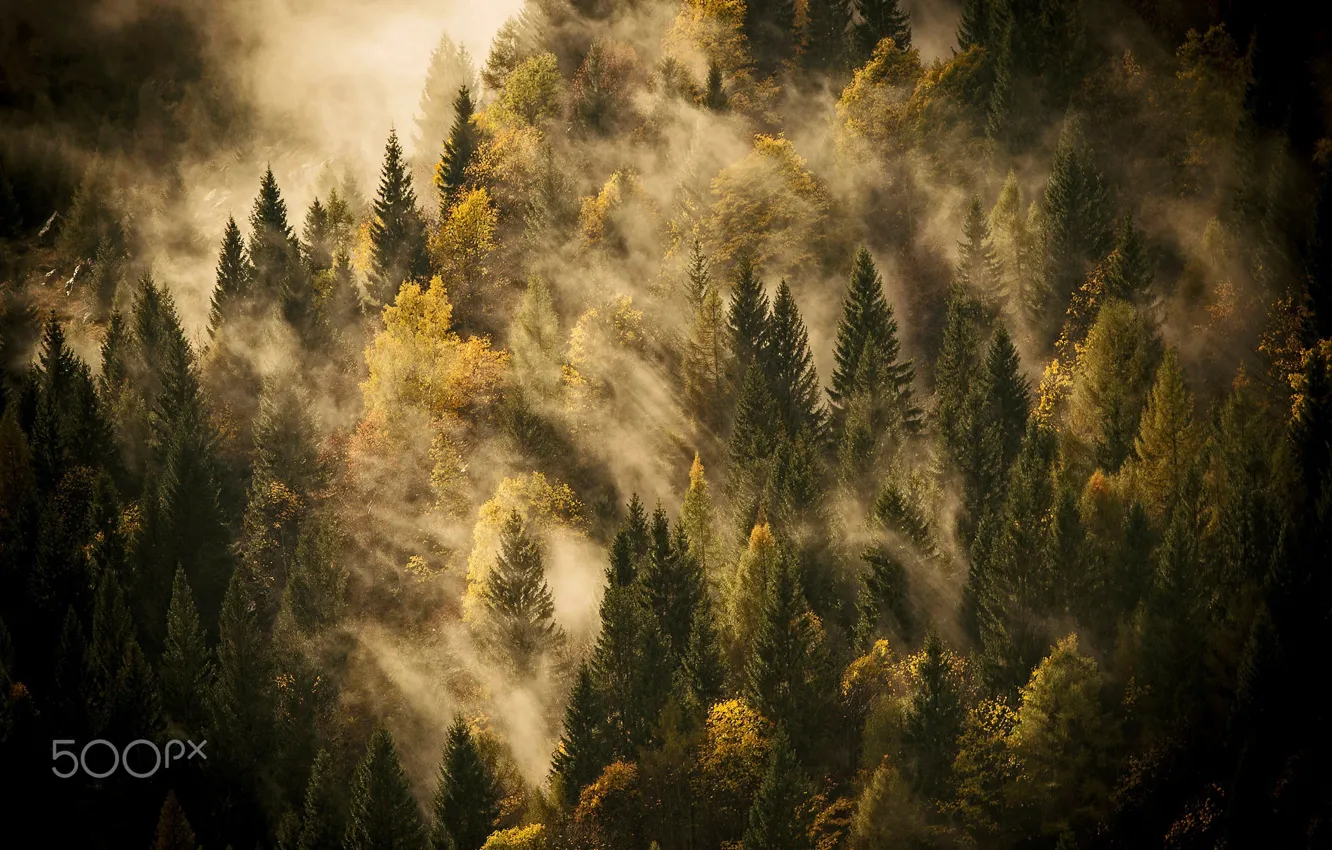 Photo wallpaper autumn, forest, light, nature, fog