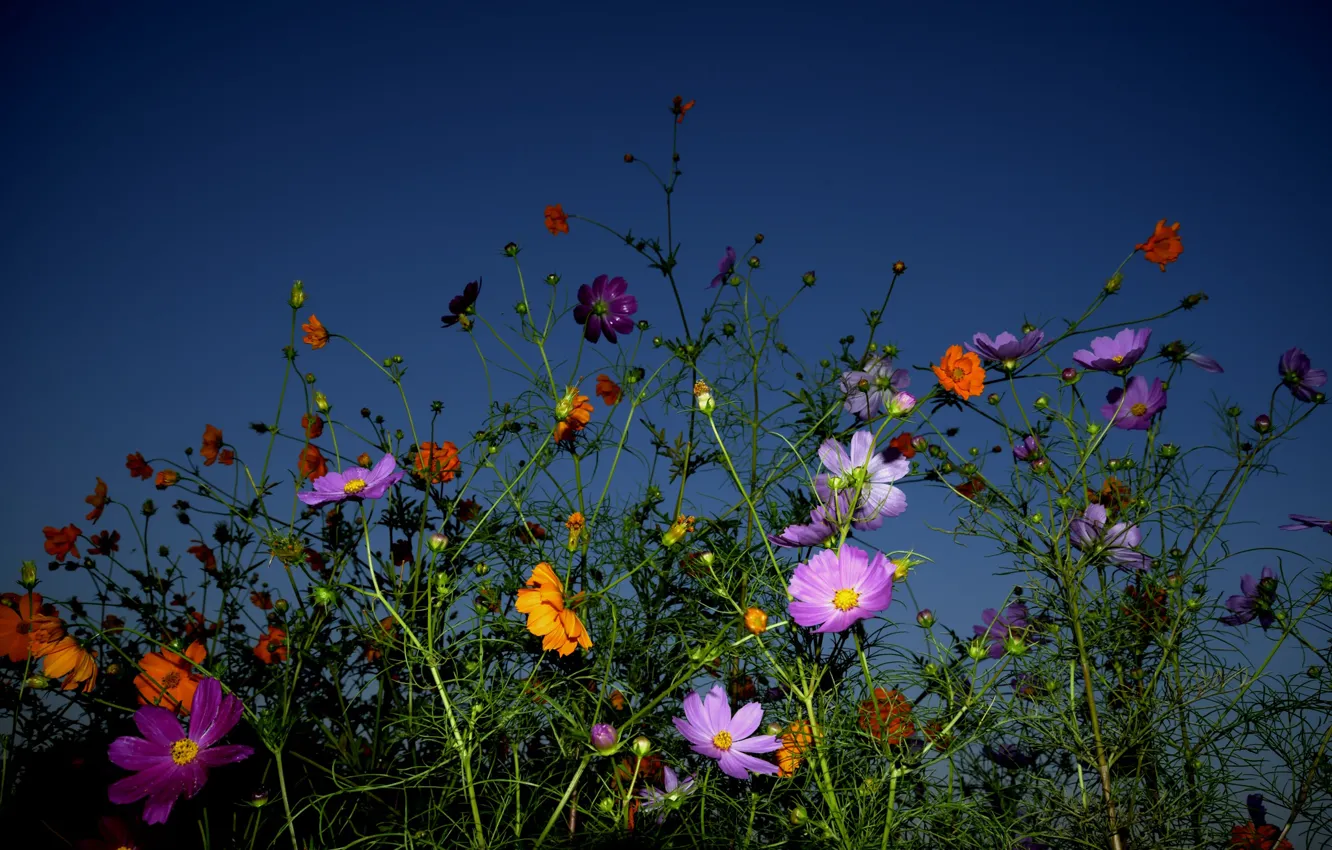 Photo wallpaper the sky, background, colorful