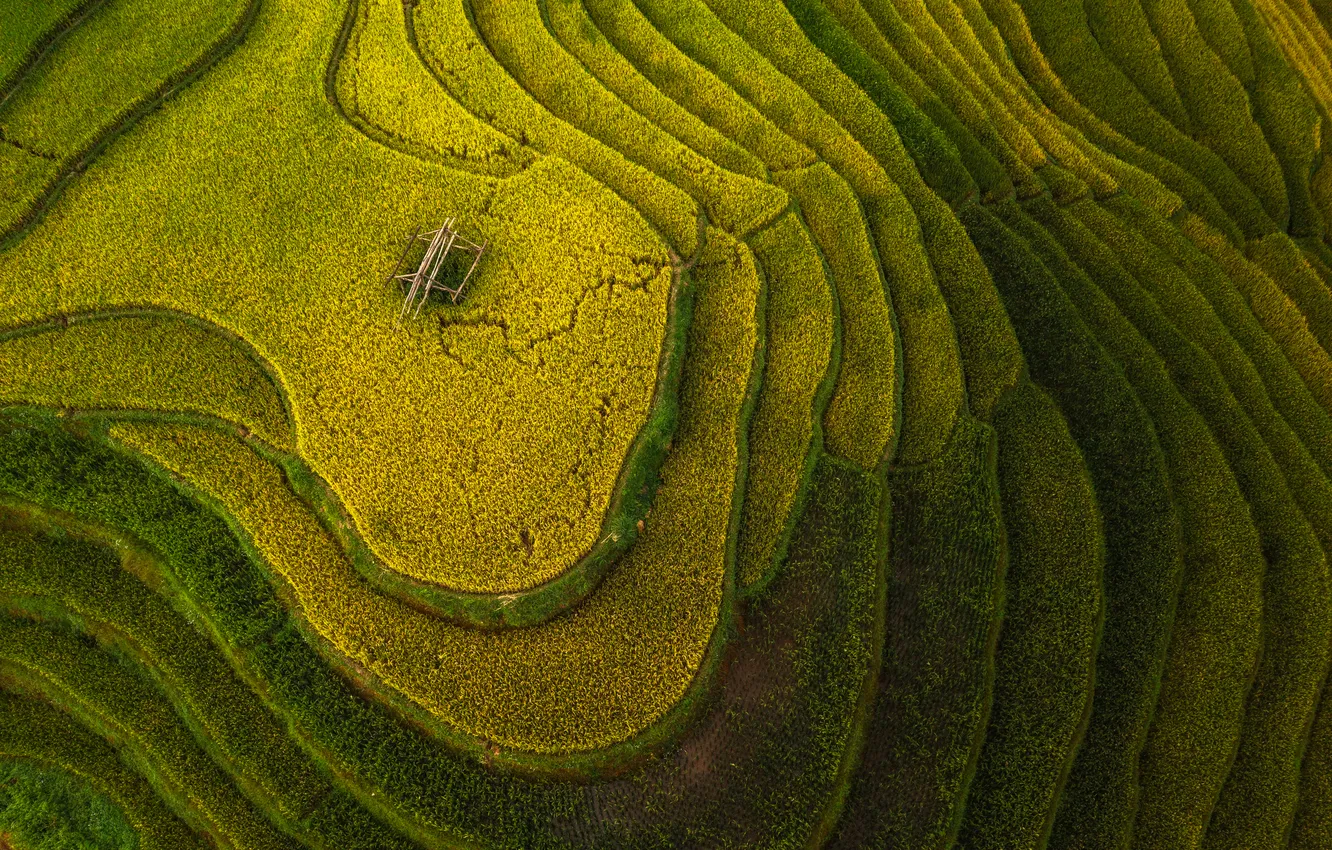 Photo wallpaper rice, plantation, agricultural technique