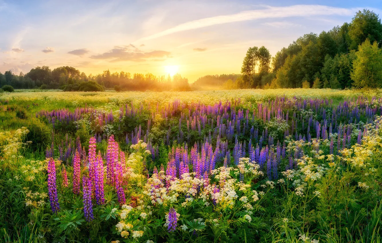 Photo wallpaper summer, the sun, trees, flowers, morning, Russia, meadows, lupins