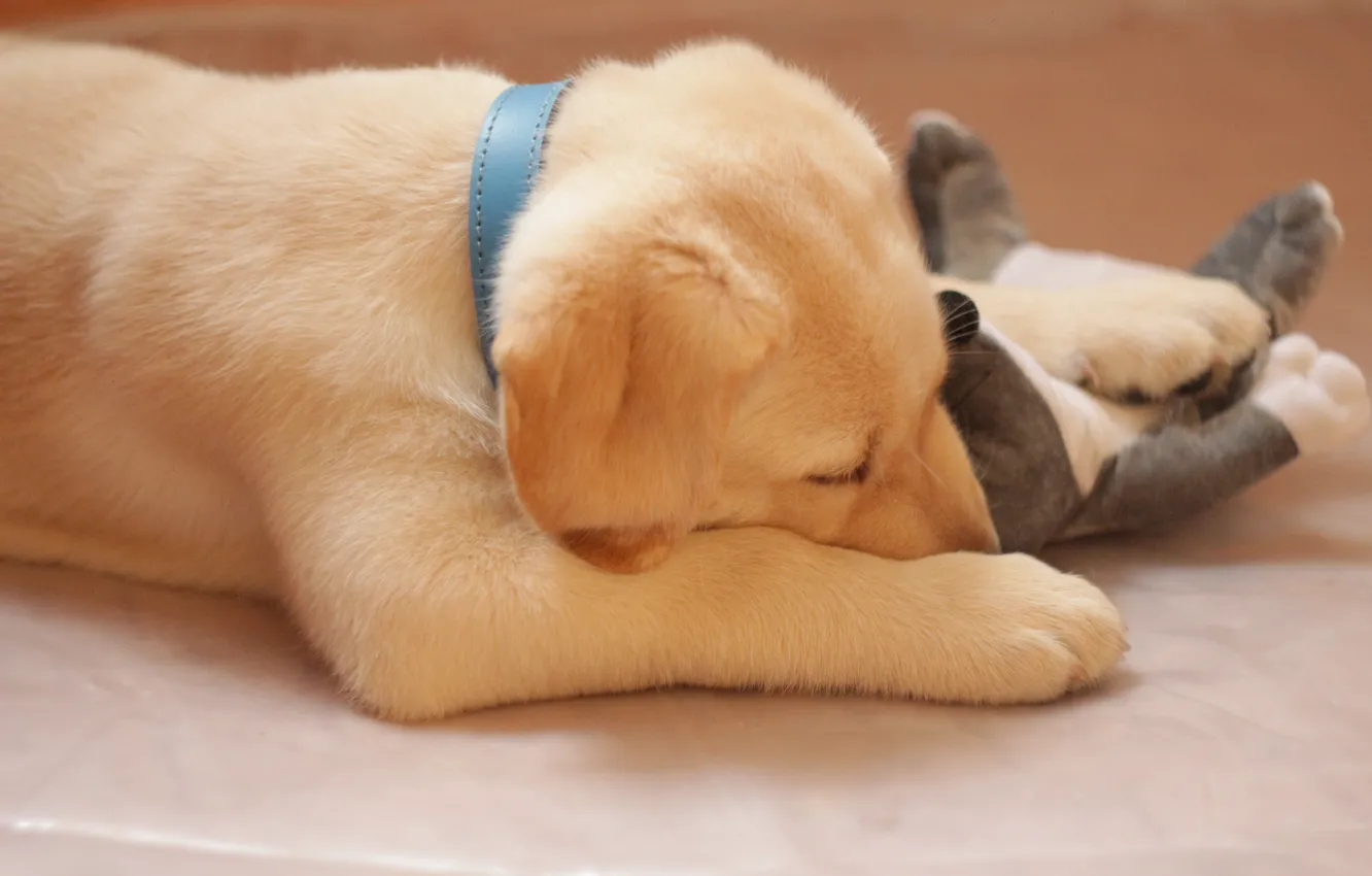 Photo wallpaper dog, sleeping, puppy, in the arms of