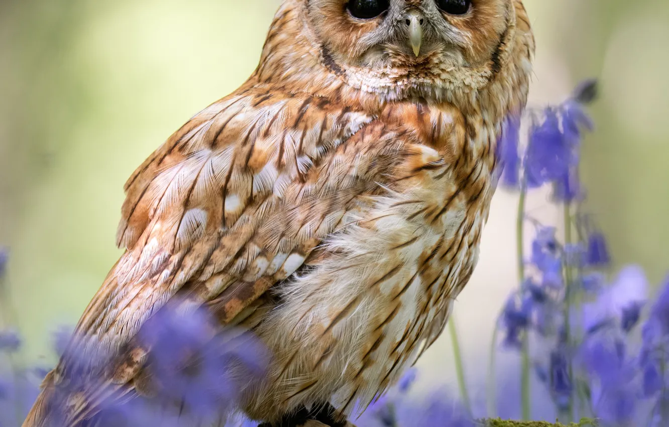 Photo wallpaper flowers, nature, owl, bird, portrait, bells, bokeh, owl