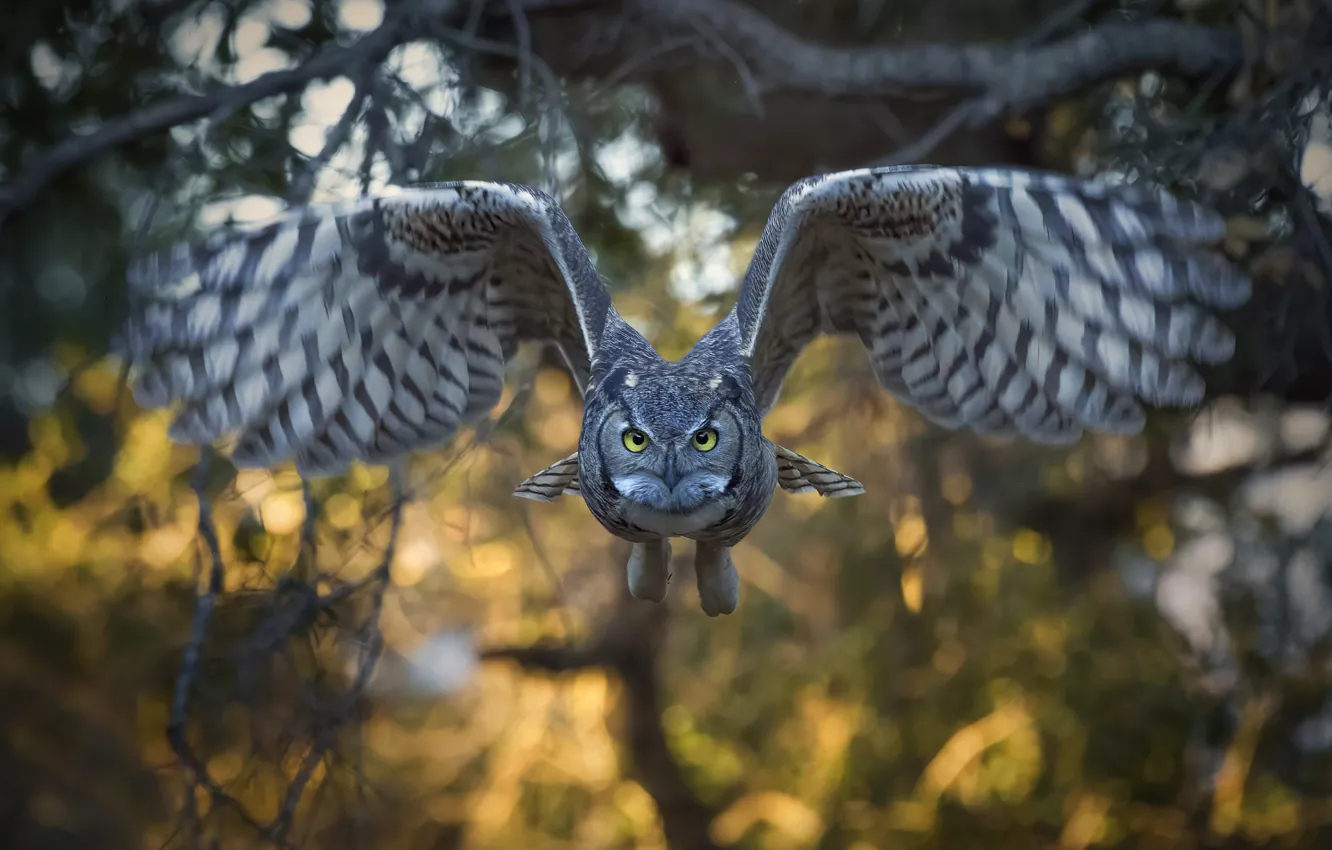 Photo wallpaper owl, bird, wingspan