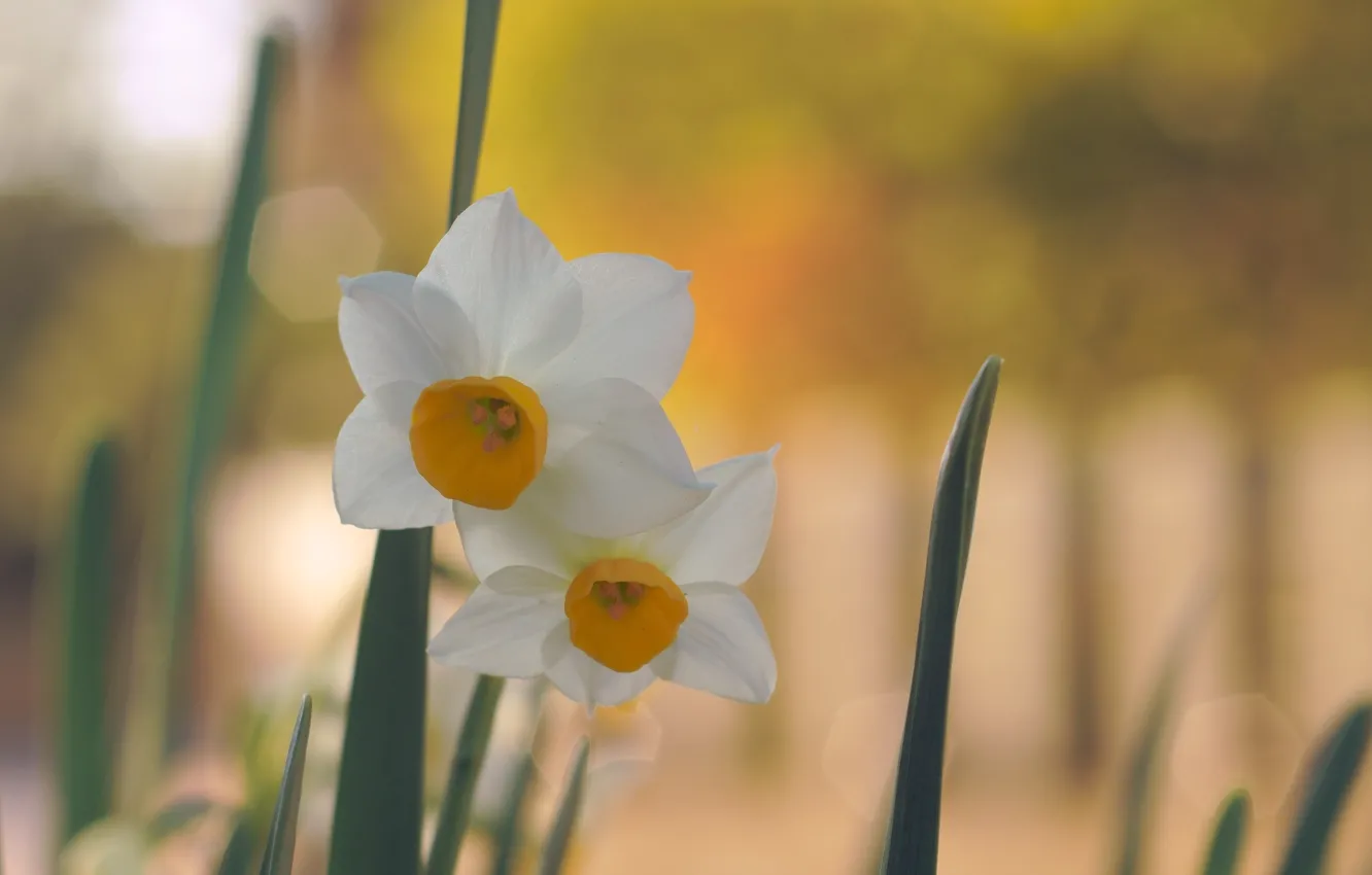 Photo wallpaper leaves, flowers, spring, white, Duo, daffodils, bokeh