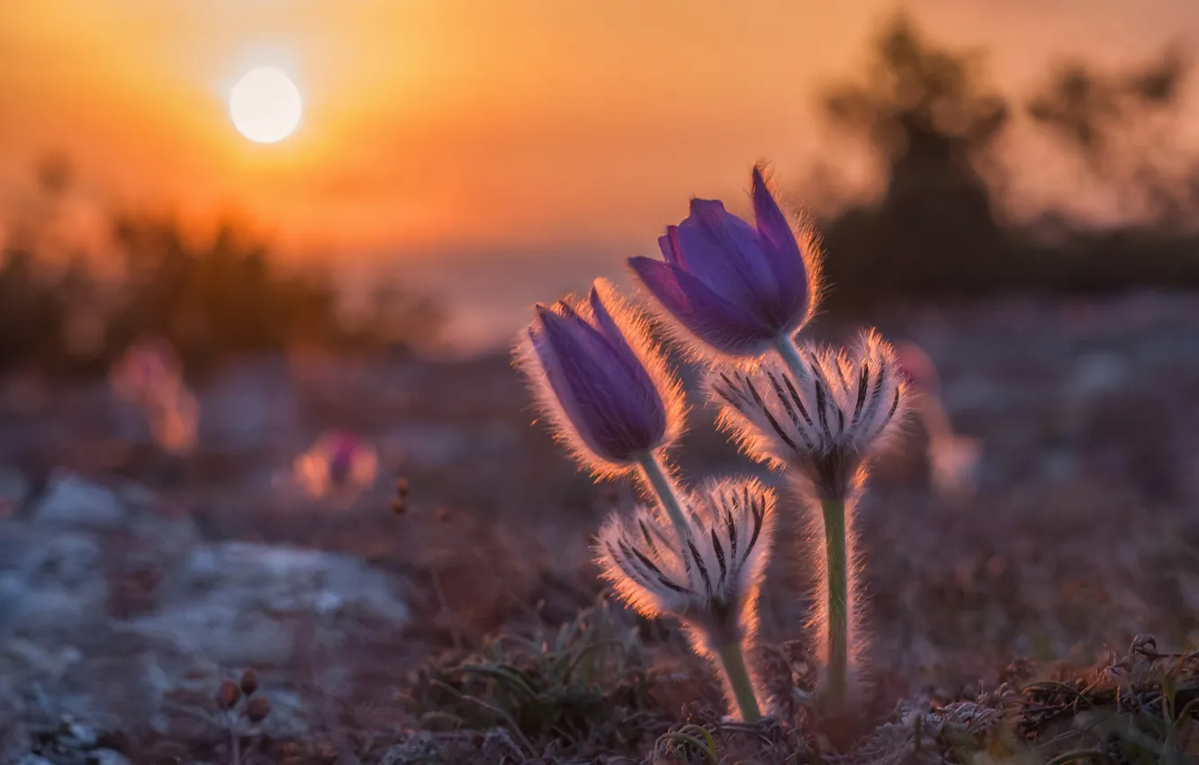 Photo wallpaper flowers, glade, spring, anemones, cross