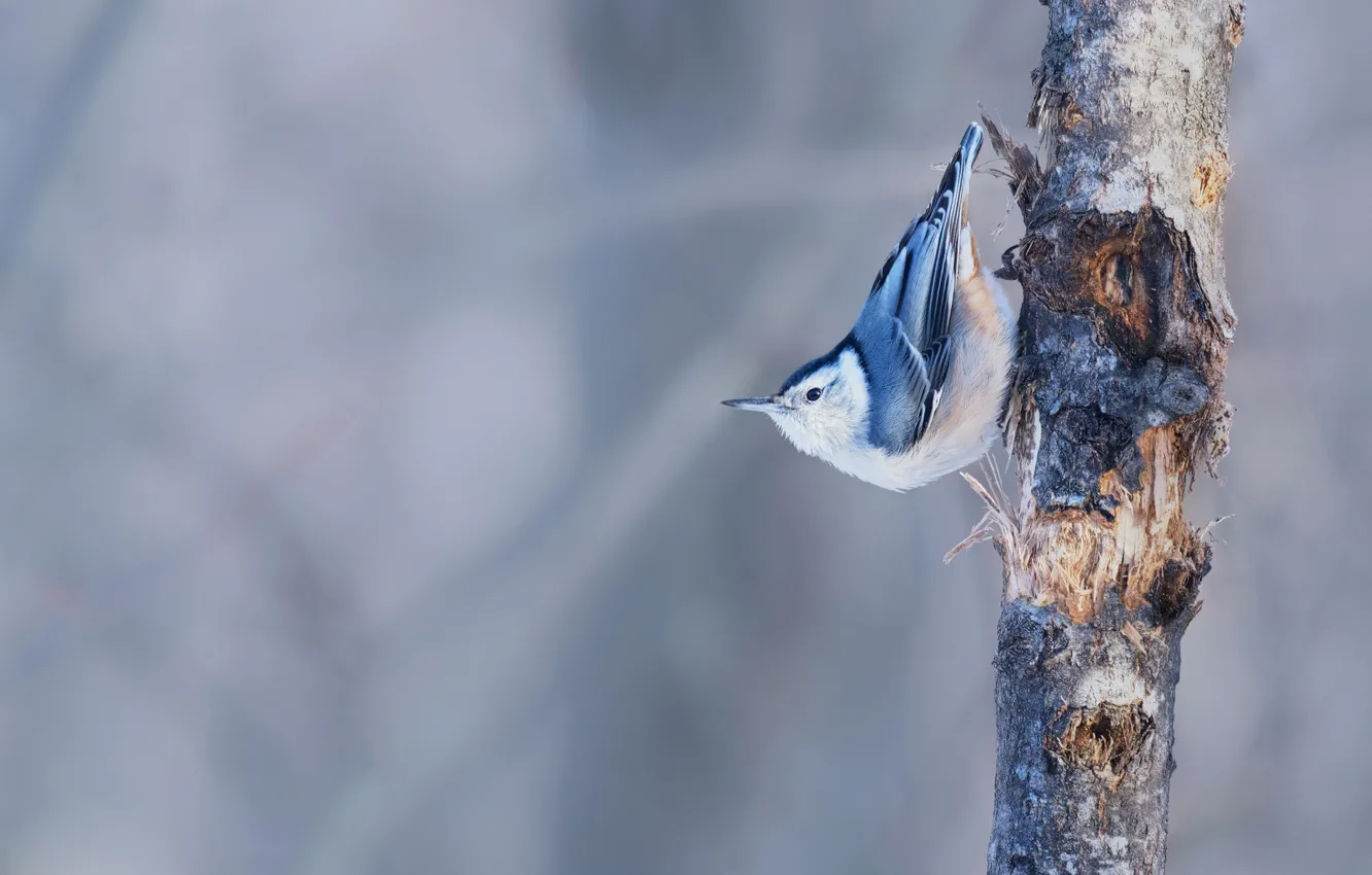 Photo wallpaper trees, background, bird, Vladimir Morozov, Karolinska nuthatch