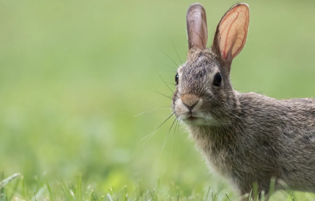 Photo wallpaper grass, grey, glade, hare, rabbit