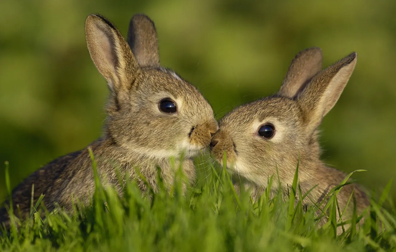 Photo wallpaper animals, summer, grass, rabbits