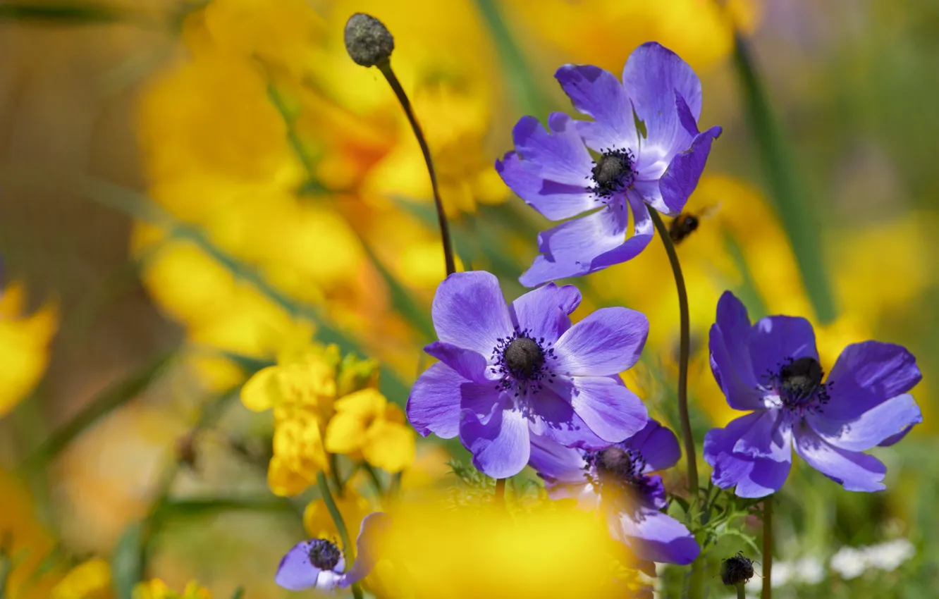 Photo wallpaper bokeh, anemones, anemone