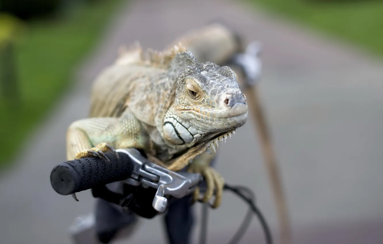 Photo wallpaper bike, background, iguana