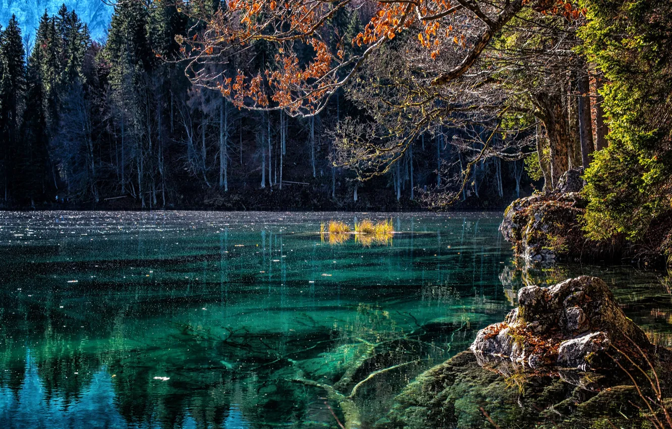 Photo wallpaper forest, trees, lake, reflection, morning