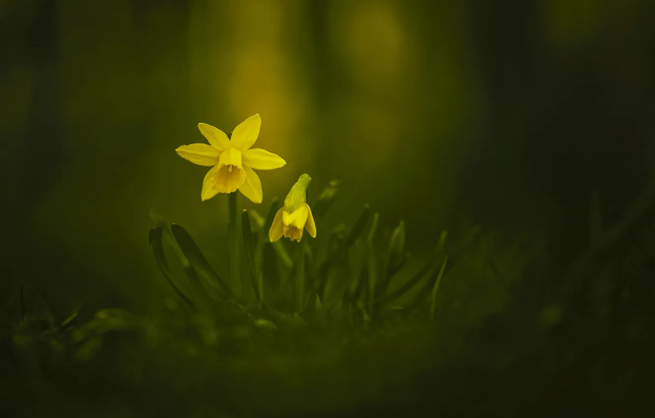 Photo wallpaper flowers, yellow, spring, the Narciso