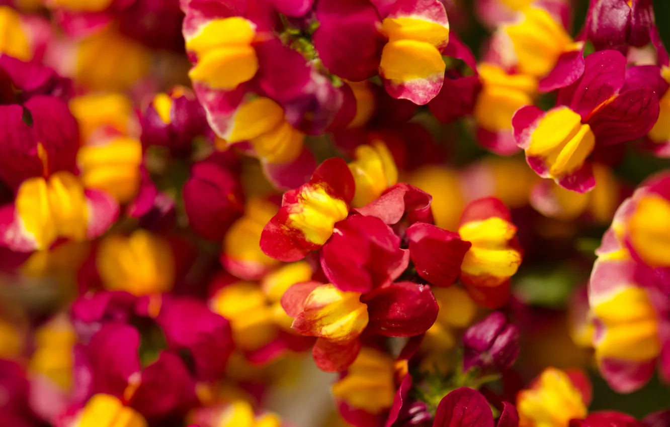 Photo wallpaper flowers, nature, bright, a lot, small