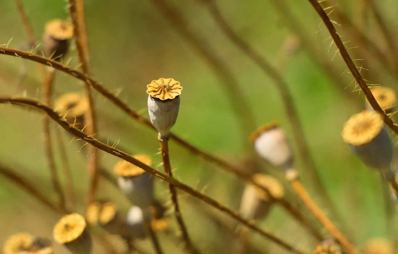 Photo wallpaper plant, dry, poppy seed