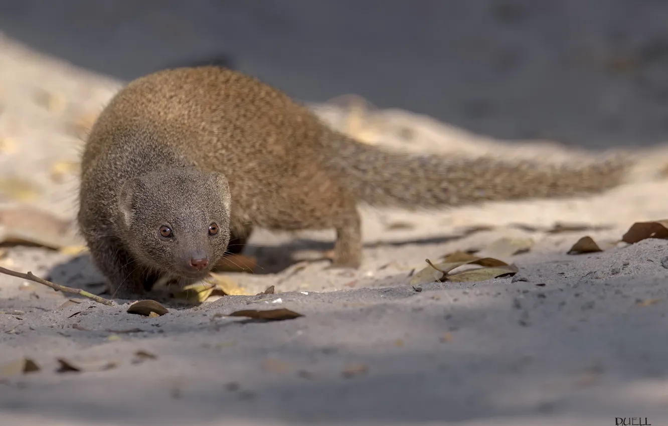 Photo wallpaper look, sneaks, animal, mongoose, DUELL ©