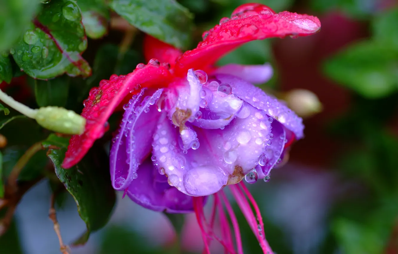 Photo wallpaper flower, purple, drops, Flower, drops, purple, Fuchsia
